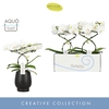 Phalaenopsis wit meer takken