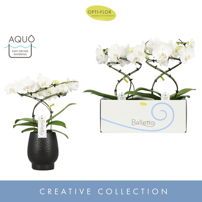 Phalaenopsis wit meer takken