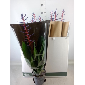 Aechmea  'Blue Rain'