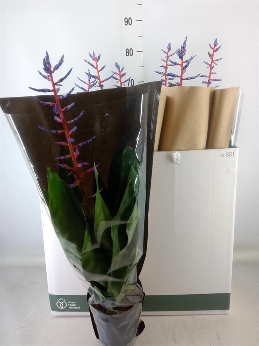 <h4>Aechmea  'Blue Rain'</h4>