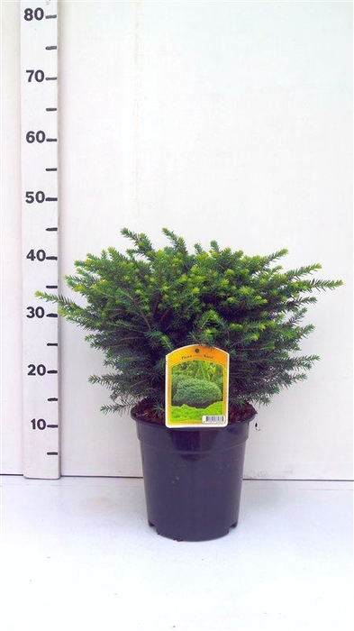<h4>Picea omorika Karel</h4>
