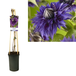 Clematis 'Multi Blue' +light label