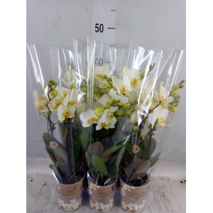 Phalaenopsis multi. 'Ant Lausanne'