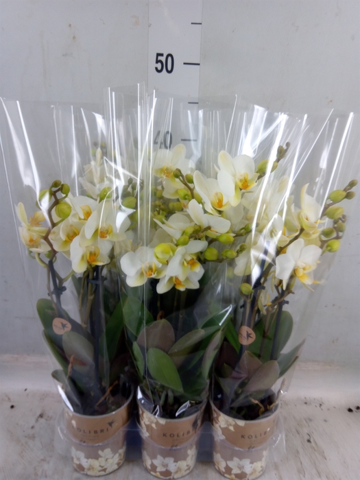 <h4>Phalaenopsis multi. 'Ant Lausanne'</h4>