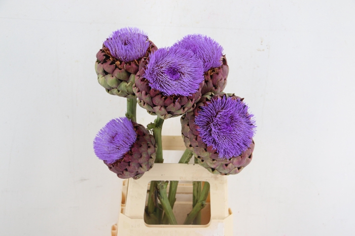 <h4>CYNARA SCOLYMUS BLOEIEND 45/65CM</h4>