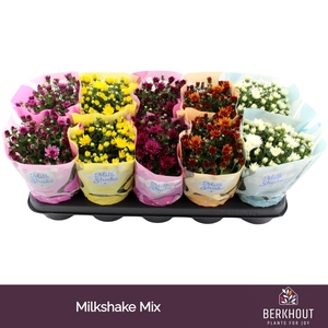 Chrysanthemum Milkshake gemengd