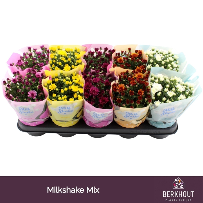 <h4>Chrysanthemum Milkshake gemengd</h4>