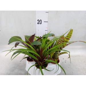 Bromelia   ...mix