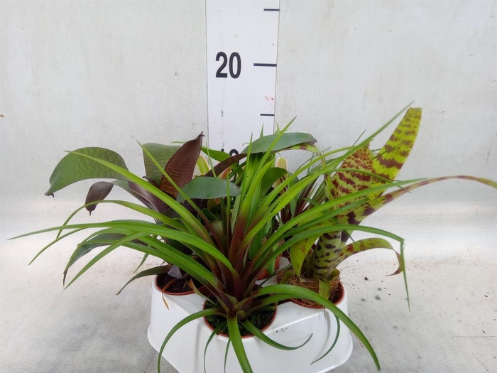 <h4>Bromelia   ...mix</h4>