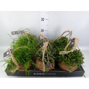 Rhipsalis   ...mix