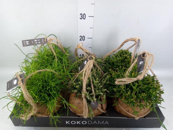<h4>Rhipsalis   ...mix</h4>