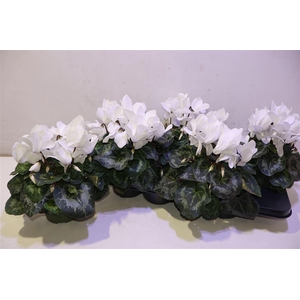 arr8 Cycl Gr Sup Mammoth