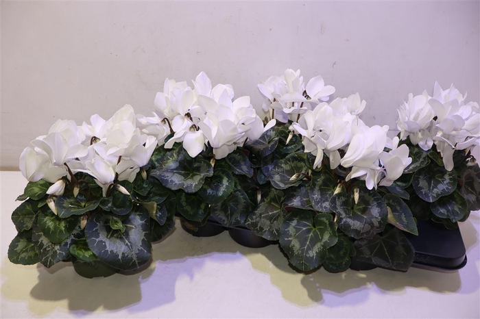 <h4>arr8 Cycl Gr Sup Mammoth</h4>