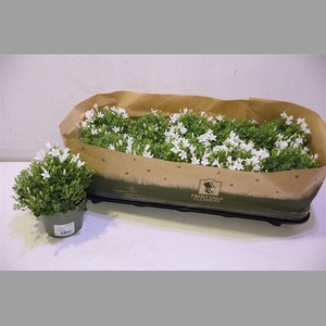 Camp Por Whi Get Mee