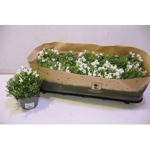 Camp Por Whi Get Mee