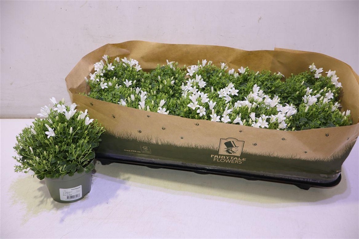 <h4>Camp Por Whi Get Mee</h4>