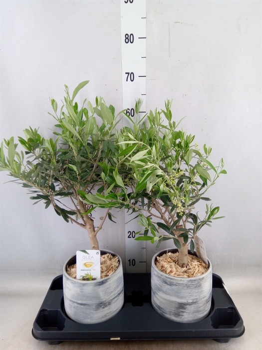 <h4>Arr.   Tuinplanten H%</h4>