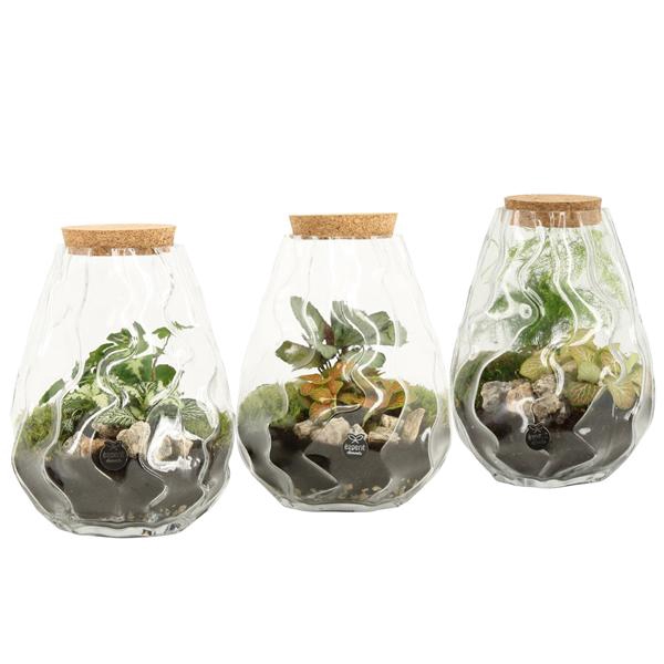 <h4>90682: Terrarium arrangement</h4>