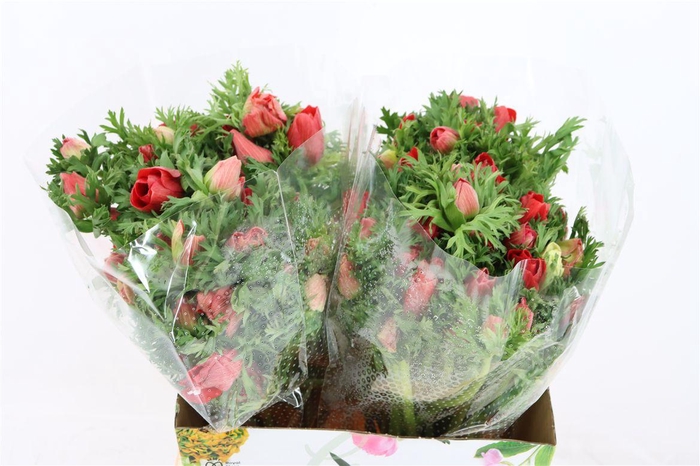 <h4>Anem Marianne Red</h4>