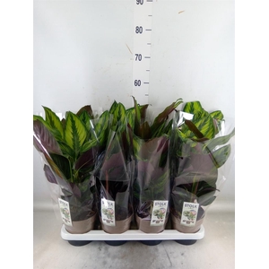 Calathea  'Beautystar'