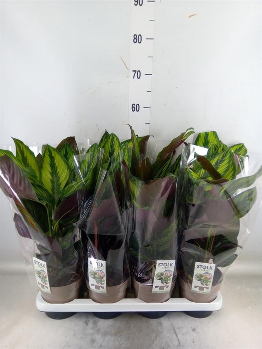 <h4>Calathea  'Beautystar'</h4>