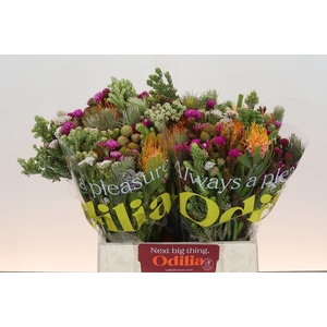 BQ Kaaps Groen Rivermix