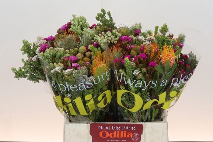 BQ Kaaps Groen Rivermix