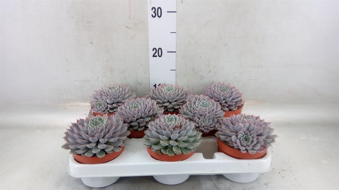<h4>Echeveria cuspidata</h4>