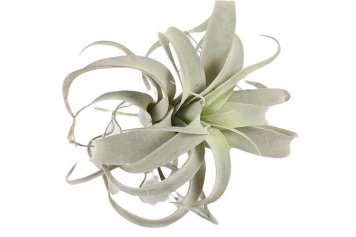 <h4>Branch Tillandsia Xerographica D25</h4>