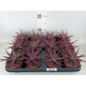 Haworthia fasciata 'Big Band'