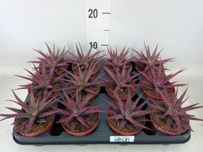 <h4>Haworthia fasciata 'Big Band'</h4>