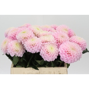 Dahlia Wizard of Oz