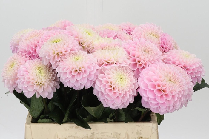 <h4>Dahlia Wizard of Oz</h4>