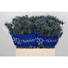 Eryngium Blue Dynamite