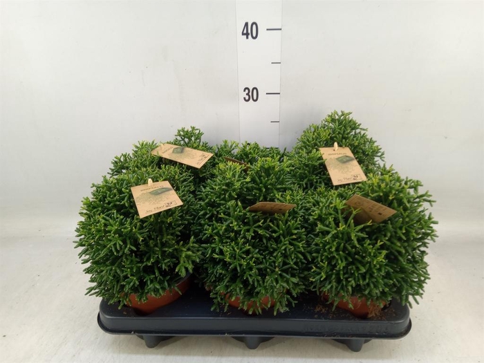 <h4>Rhipsalis ...</h4>