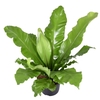 Asplenium Nidus Super