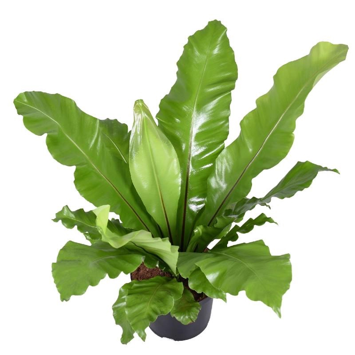 <h4>Asplenium Nidus Super</h4>