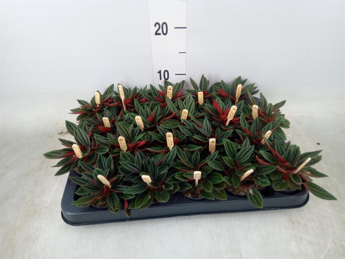 <h4>Peperomia caperata 'Rosso'</h4>