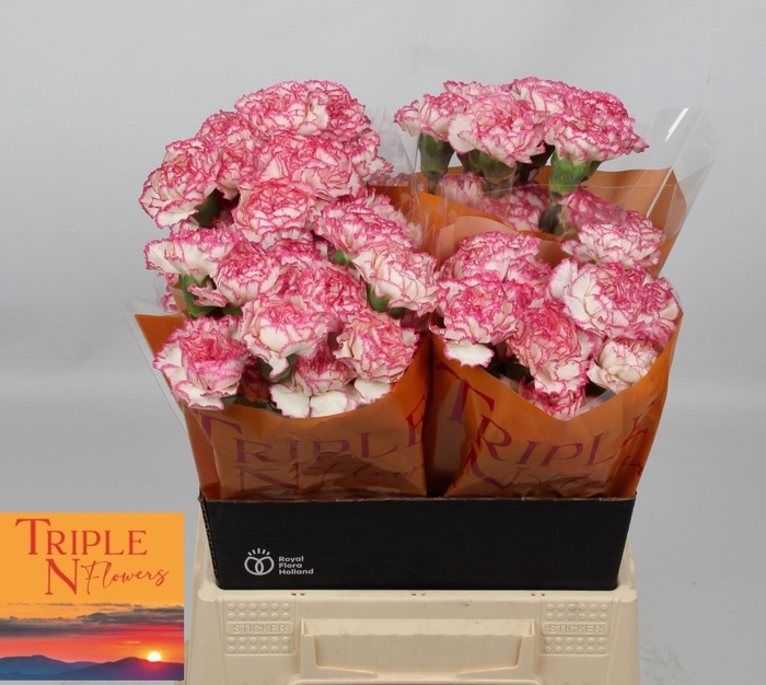 <h4>DI ST KOMACHI</h4>