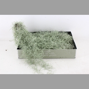 arr3 CP - Usneoides x6