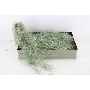 arr3 CP - Usneoides x6