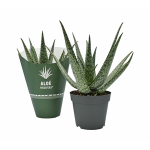 Aloe MEDIVERA® Meridiaan