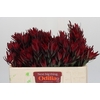 Leucadendron Blush Spray