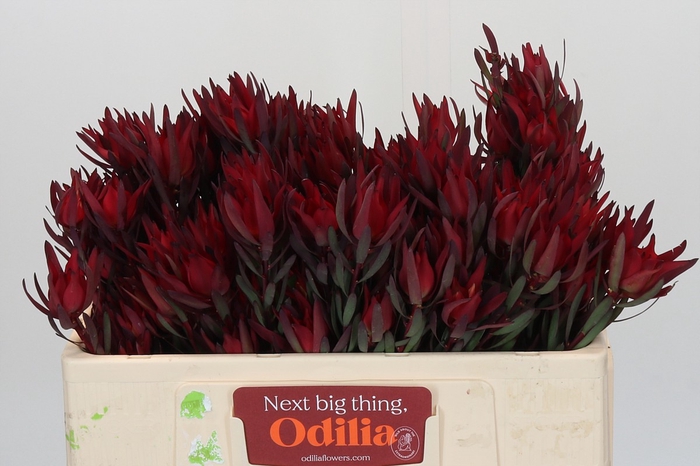 Leucadendron Blush Spray