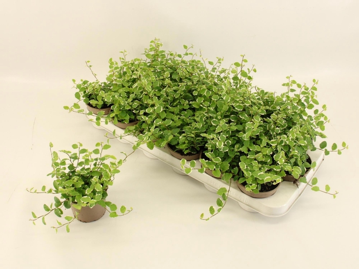 <h4>FIC PU WHITE SUNNY</h4>