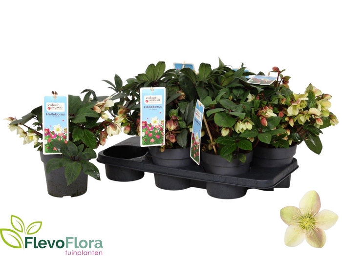 <h4>HELL VIV VALERIA</h4>