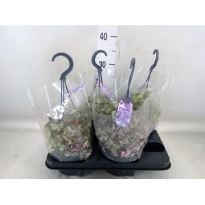 Ceropegia woodii 'Variegata'