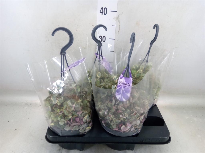 <h4>Ceropegia woodii 'Variegata'</h4>