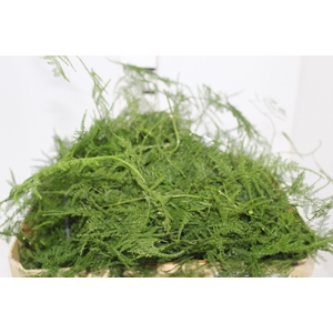 FOLHAGEM ASPARGO PLUMOSO