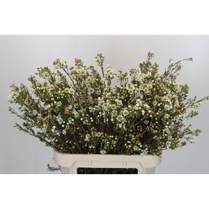 Chamelaucium Carlys White